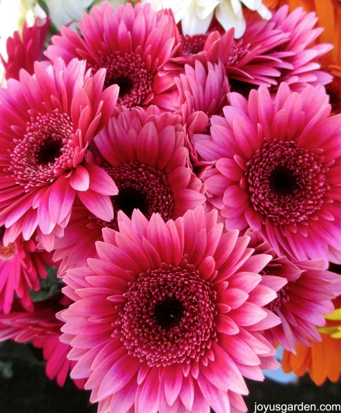 Гербера Мариатта