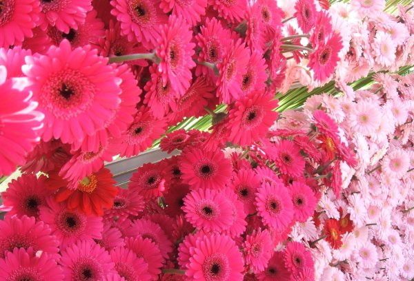 Цветы герберы розовые