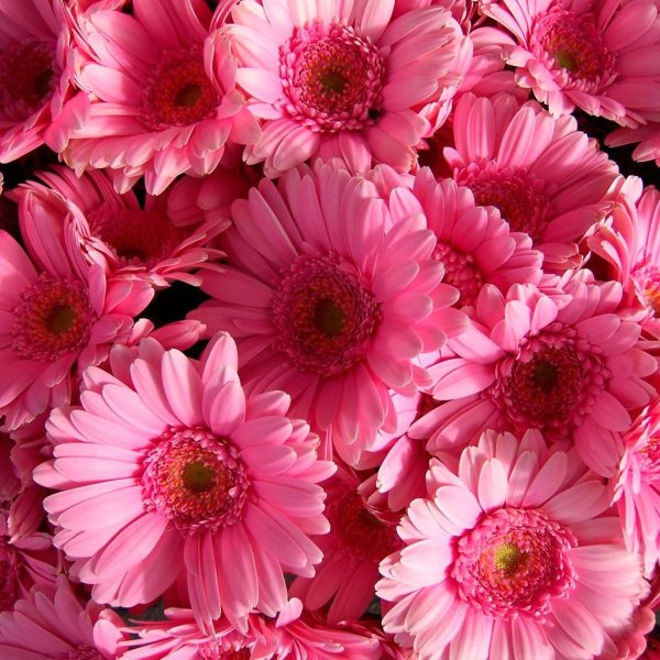 Гербера малиновая