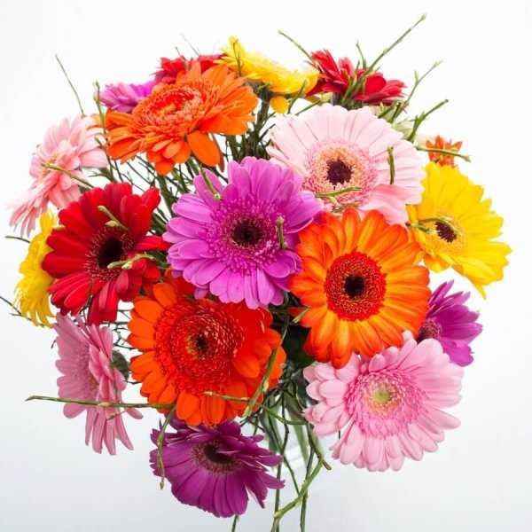 С днём рождения герберы