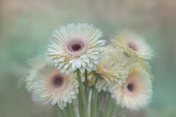 Гербера бежевая