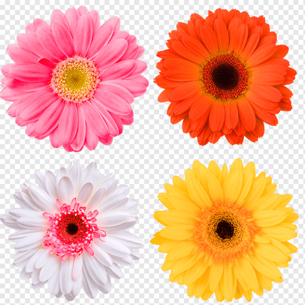 Гербера цветок Ромашка