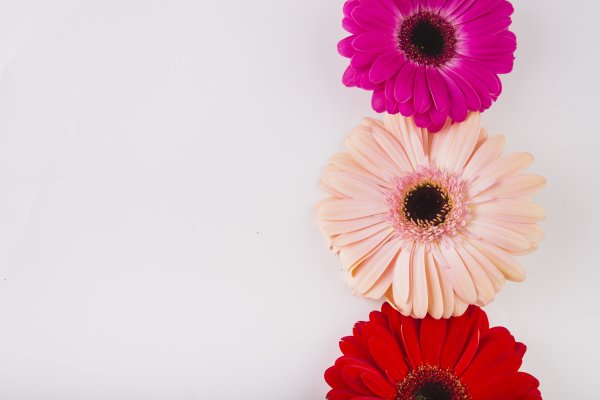 Красивые яркие цветы