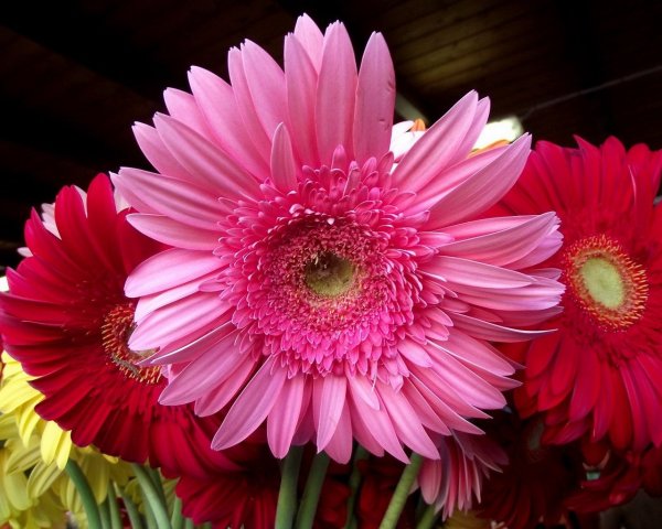 Берберы цветы