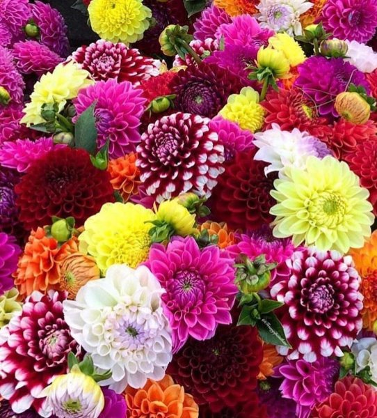 Берберы цветы розовые