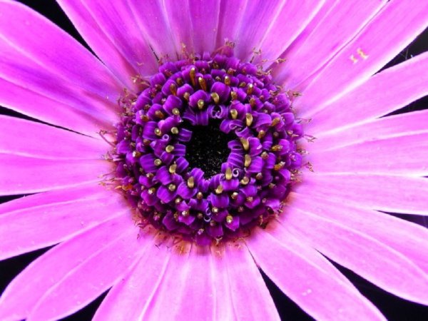 Хризантема белая Ромашка