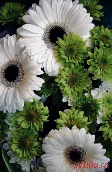 Гербера Дикая