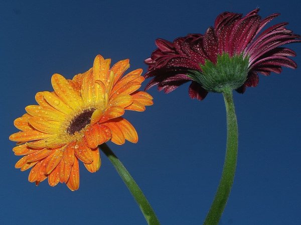 Астровые герберы