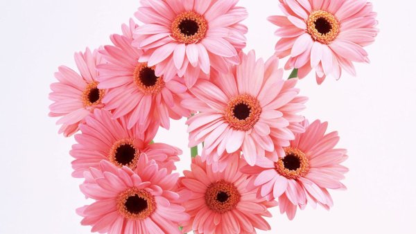 Георгин Гербера