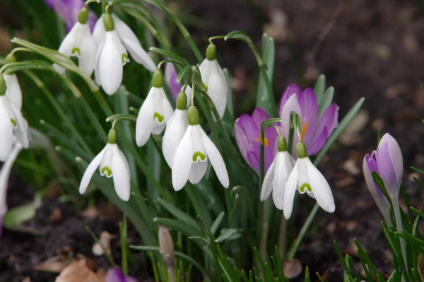 Первоцветы галантусы
