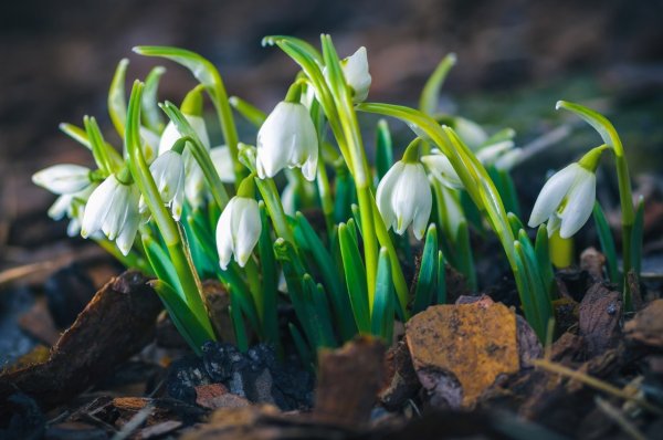 СПБ Ботанический сад первые подснежники