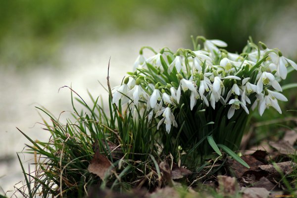 Пролески Лесные