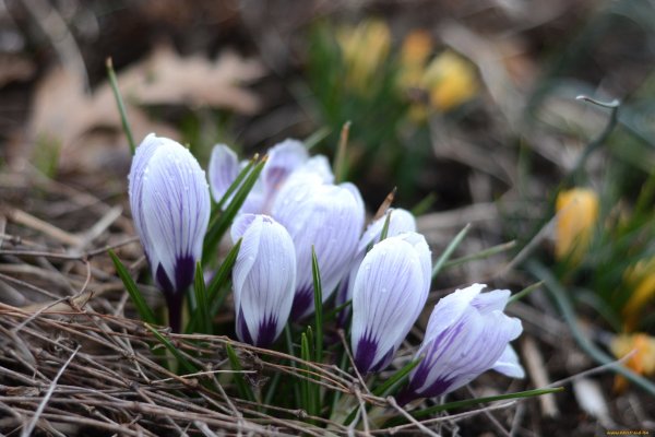 Крокусы и подснежники