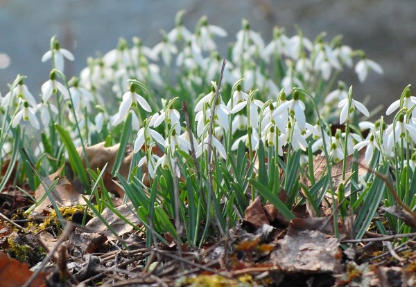 Первоцветы - подснежники, Ландыши?