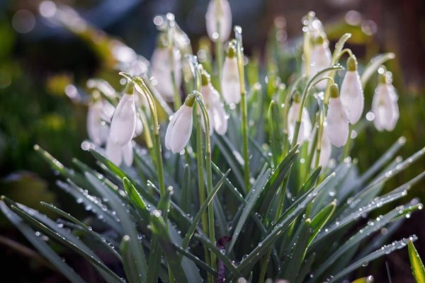 Подснежники эдельвейсы