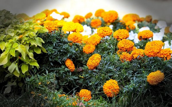 Бархатцы (Tagetes erecta)