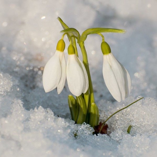 Соловьева Подснежник