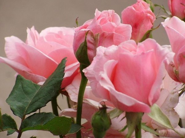 Цветы Антонине