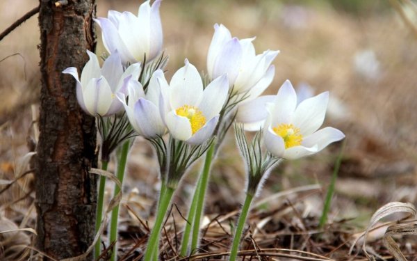 Подснежники настоящие Лесные