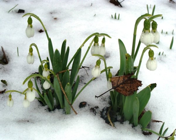 Пролеска Крокус Галантус