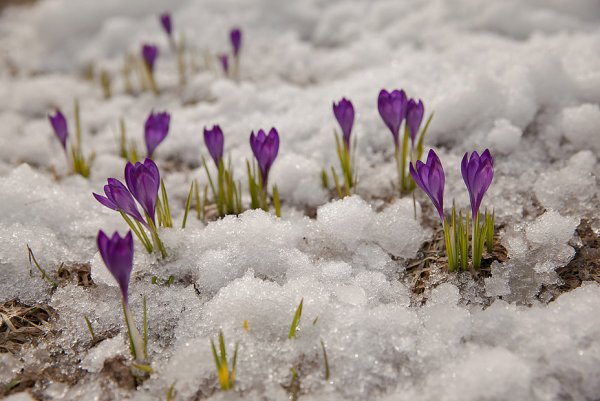 Крокусы и подснежники