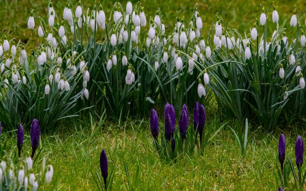 Пролески, подснежники, крокусы