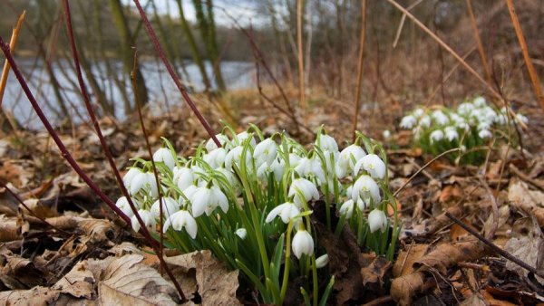 Подснежник , пролесок и ручей