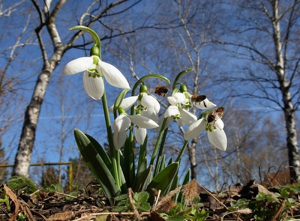Подснежники из снега