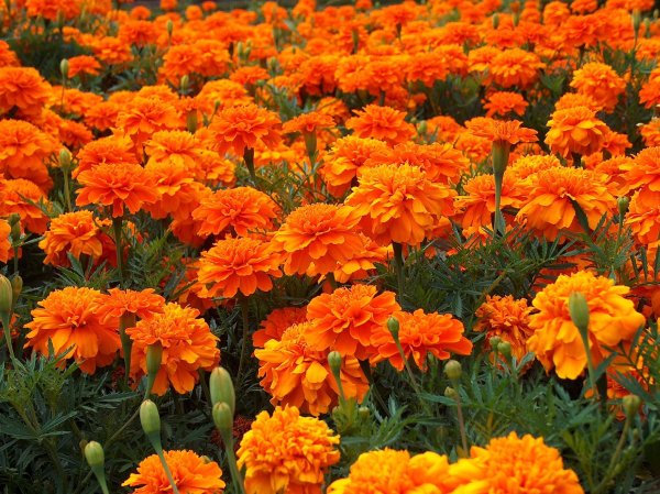 Бархатцы (Tagetes)