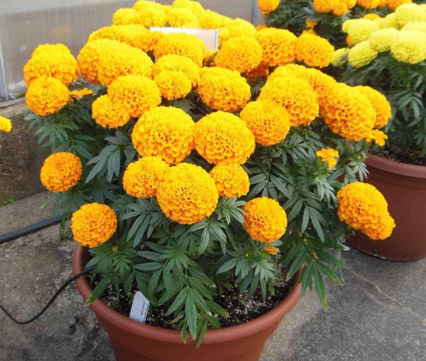 Бархатцы (Tagetes erecta)