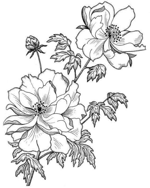 Контуры цветов для рисования