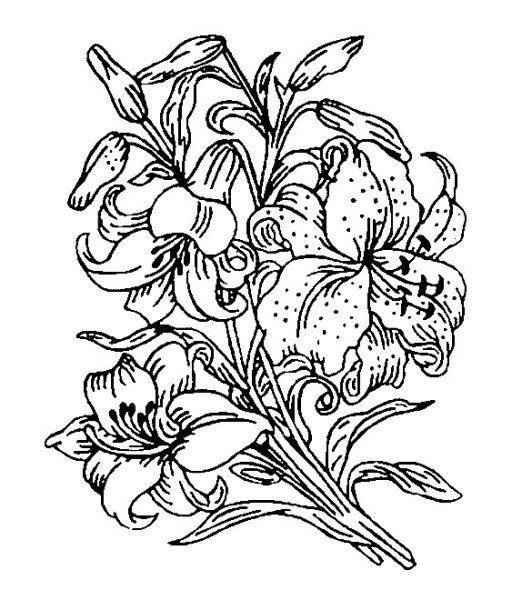 Цветы для выжигания