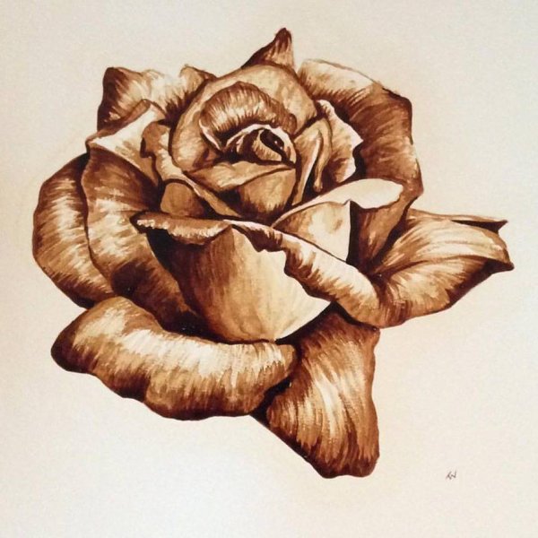 Роза контур