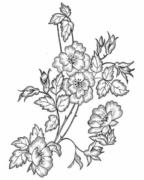 Цветы для выжигания по дереву