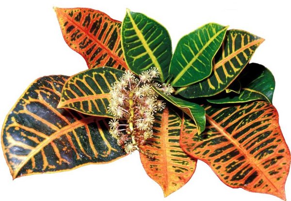 Кодиеум Кротон пестрый