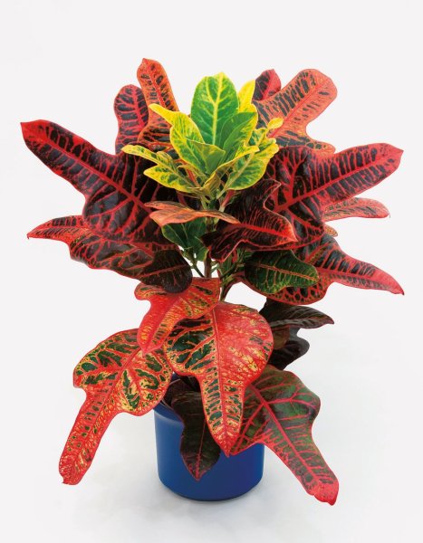 Кротон мора