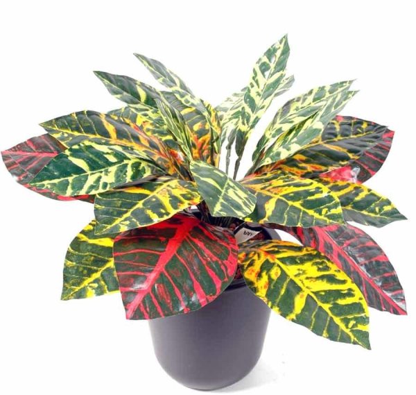 Кротон Кодиеум растение