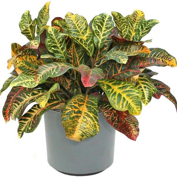 Кротон Кодиеум Экселент