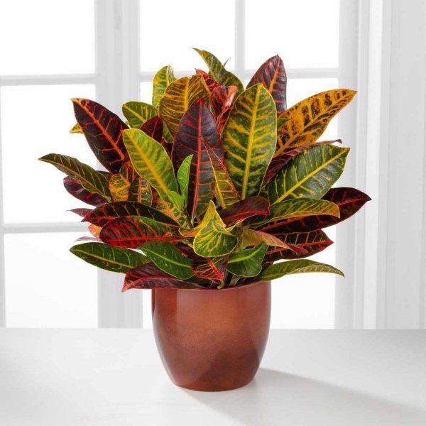 Кротон Кодиеум Петра