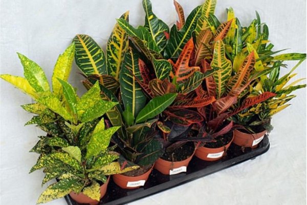 Кротон Кодиеум Вилма