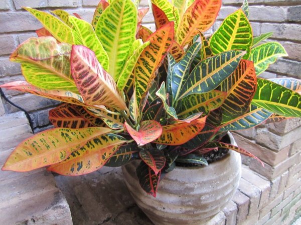 Цветок Кодиеум Кротон