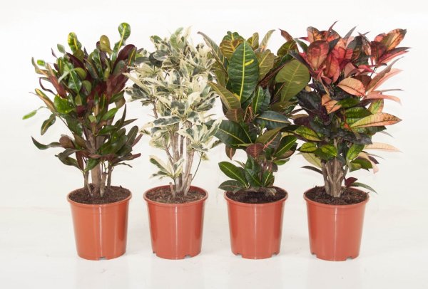 Кодиеум Экселент