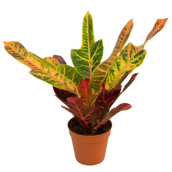 Кодиеум Экселент