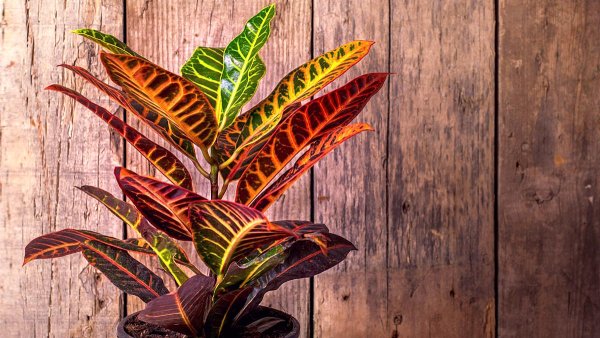 Кодиеум пестрый Экселент