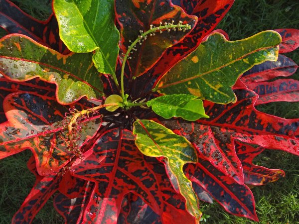 Кодиеум миссис Айстон