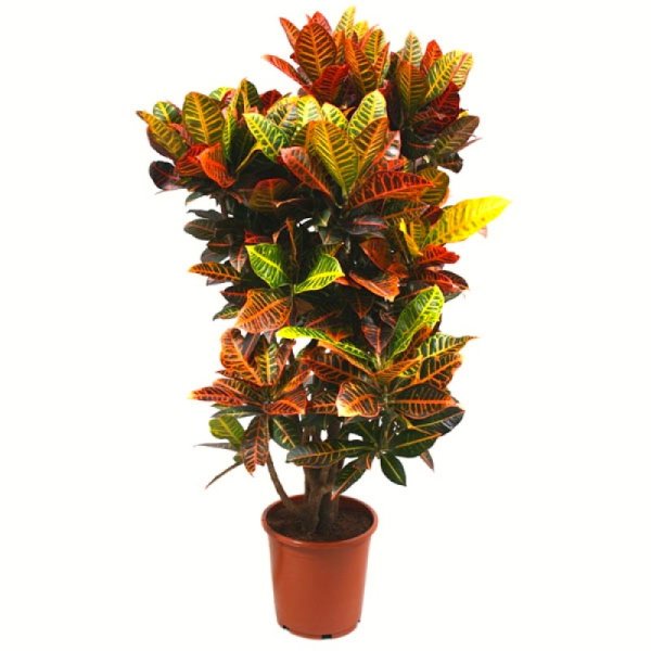 Кодиеум Кротон пестрый