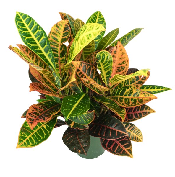 Кодиеум Петра