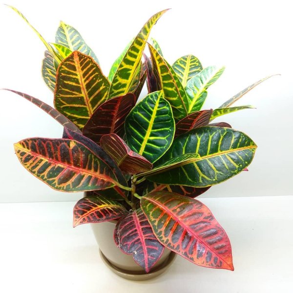 Кротон Кодиеум Экселент