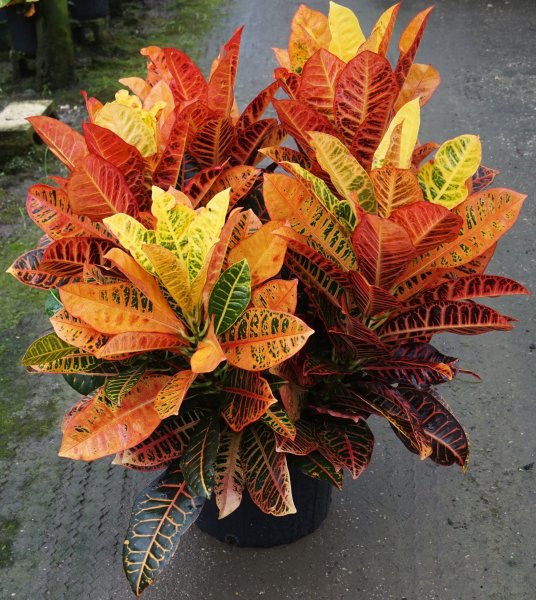 Кротон Кодиеум