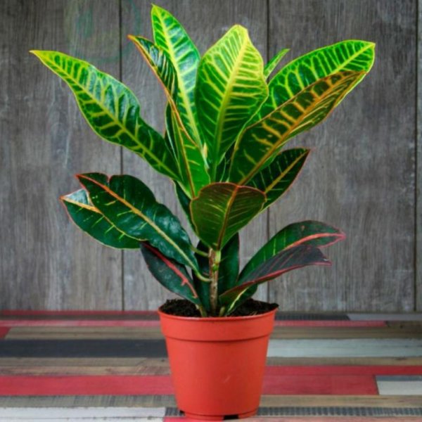 Кодиеум Кротон цветение